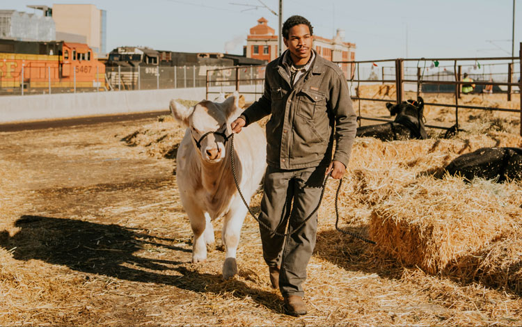 Man leads cow with a halter and lead rope at a cattle show.